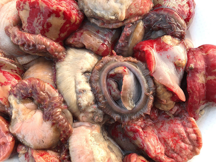 海葵鲜活海腚根新鲜海鲜水产红沙蒜特产野生干海花海肠子煲汤食材 鲜