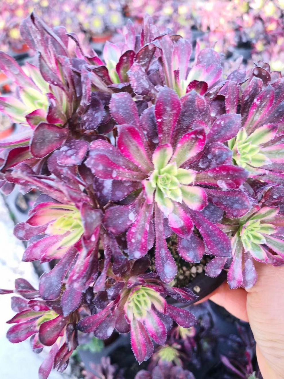 精选法师三仙红覆轮锦红腹轮锦法师多肉植物多肉红腹轮红覆轮翡翠冰单