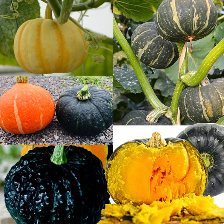 绿贝贝迷你小南瓜种子 高产日本板栗南瓜种孑 小南瓜四季蔬菜种籽 红