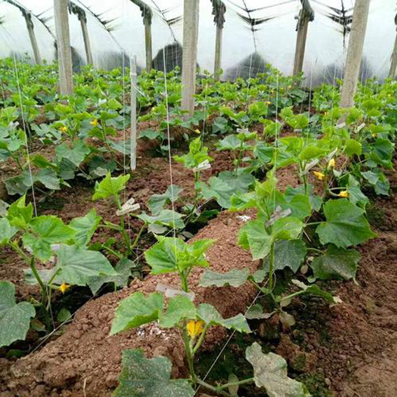 大棚吊秧绳西瓜黄瓜吊蔓绳塑料绳子拉绳西红柿爬藤网种植网农用 9股约