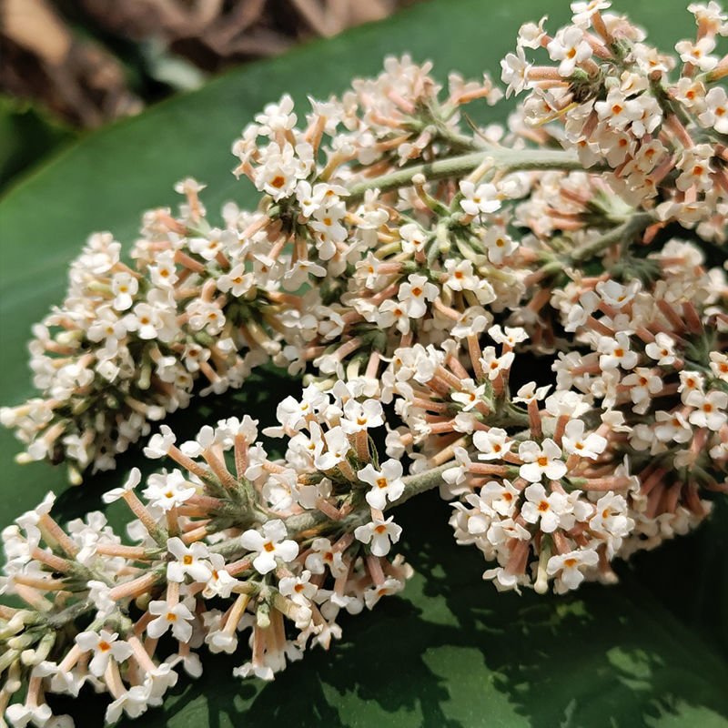 2021年新货贵州染饭花天然糯米染色密蒙花茶特产贵州黄饭花 染饭花250