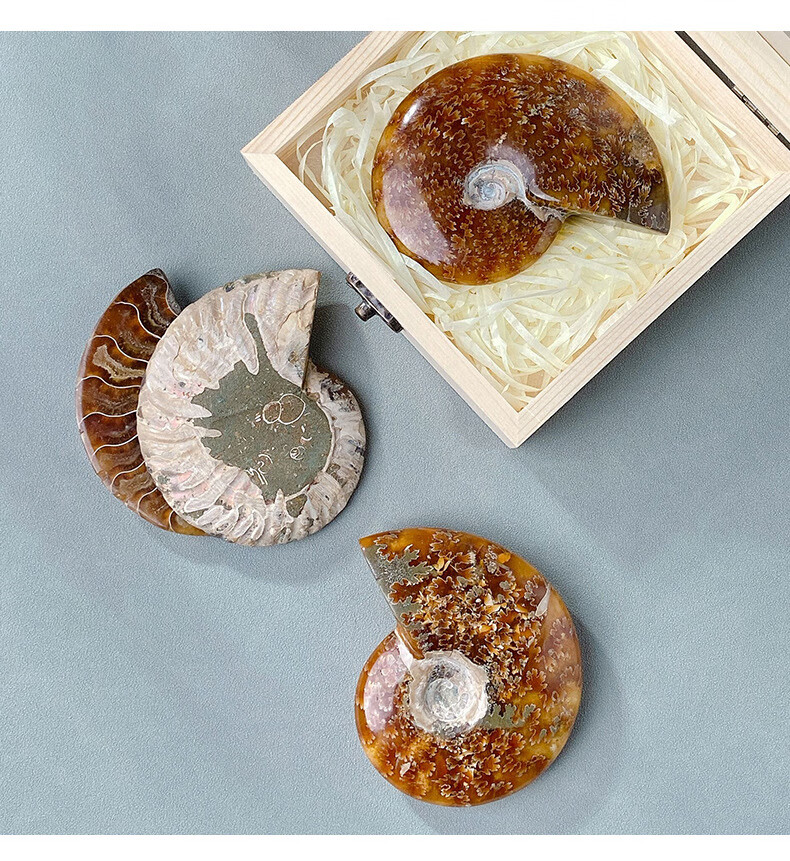 天然斑彩螺古生物化石菊石标本办公室摆件创意矿物简约时尚装饰品 整