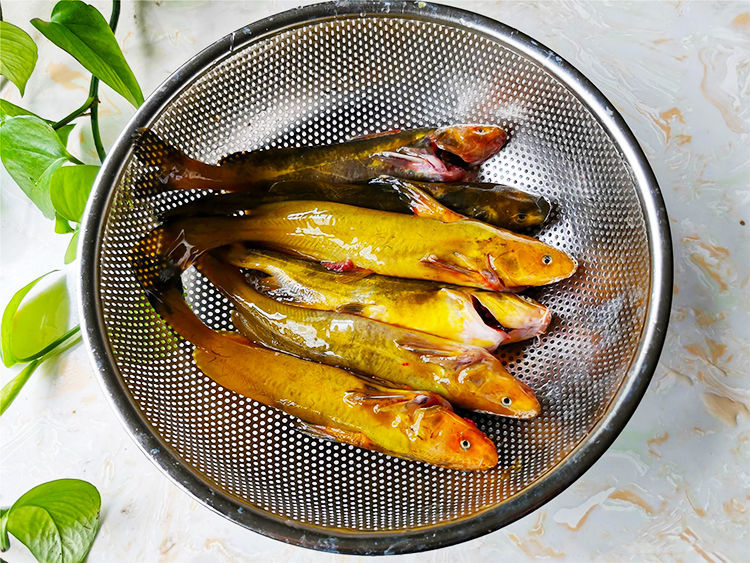 嘎牙子鱼黄颡鱼东北天然淡水鱼鱼鲜活速冻新鲜食用昂刺鱼杂鱼大号3斤