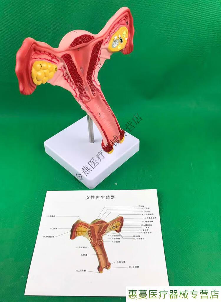 人体子宫模型教具模具解剖病理医学女性仿真女性生殖模器 b款 双侧
