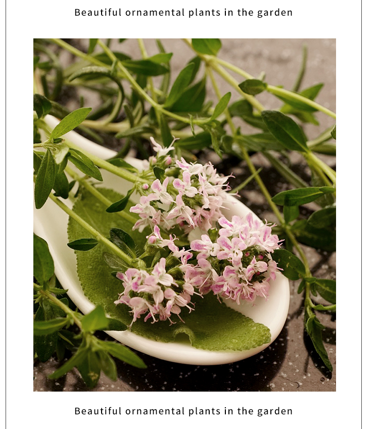 百里香金边柠檬桃花杰克法国英国匍匐阔叶山谷晨光香草法国百里香含盆