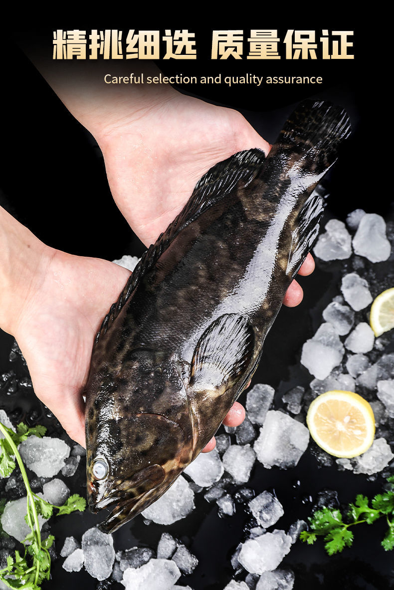 石斑鱼新鲜冷冻海鲜水产鲜活深海龙胆石斑鱼东兴老虎斑个大约2斤 广纳