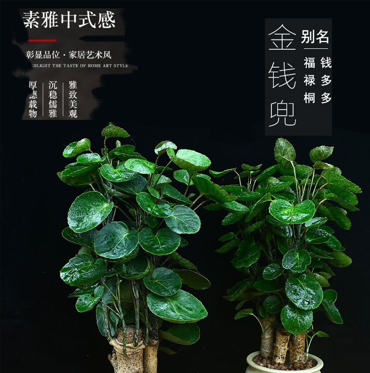 钱多多金钱兜福禄桐盆栽办公室内客厅植物四季常青吸甲醛绿植金钱兜