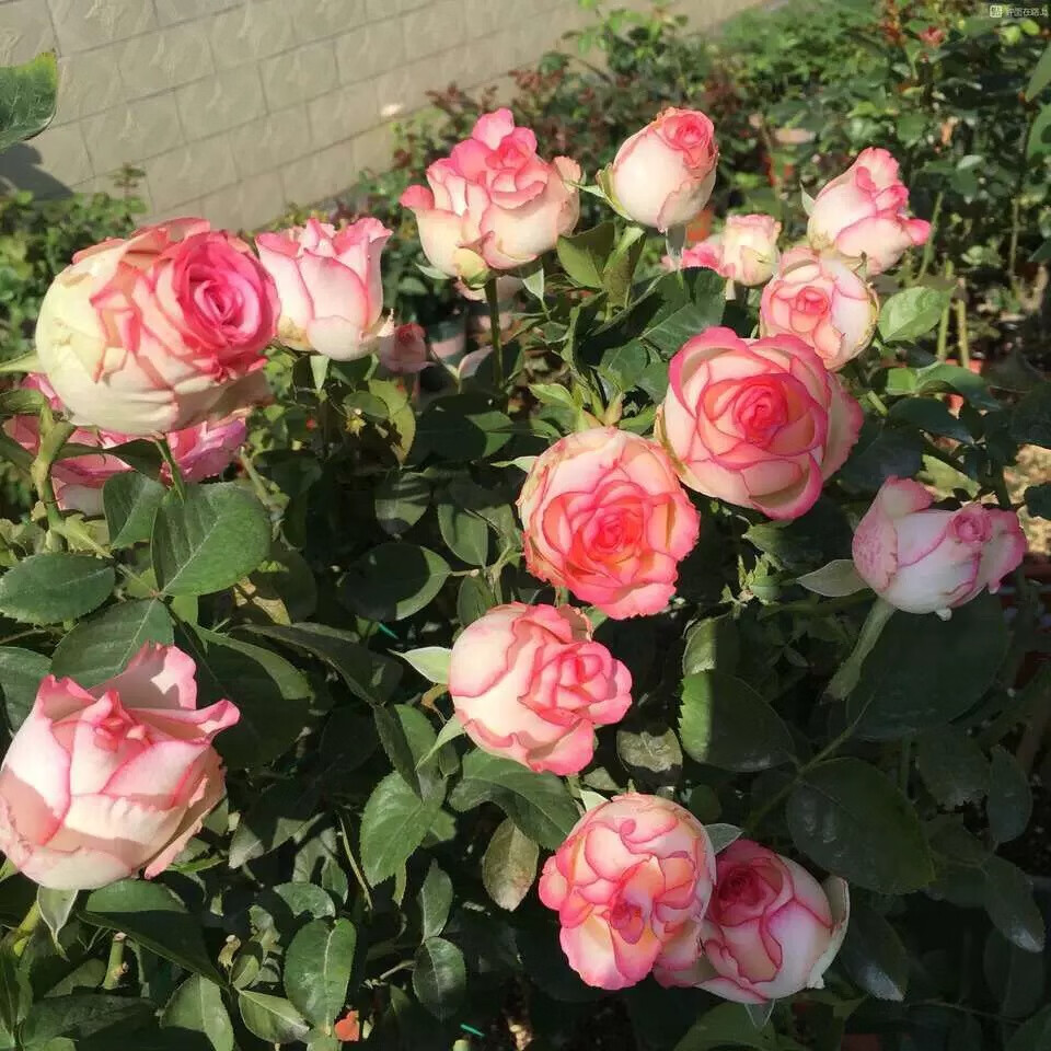 粉荔枝月季花苗红双喜切花灌木大花浓香 易养玫瑰花盆栽 影星 含盆