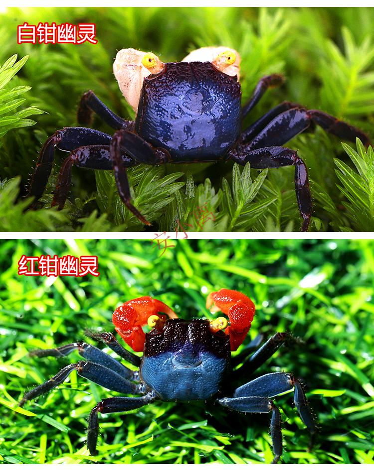 【安小离】印尼恶魔蟹热带观赏蟹淡水蟹黄眼吸血鬼红火焰甜橙小丑宠物