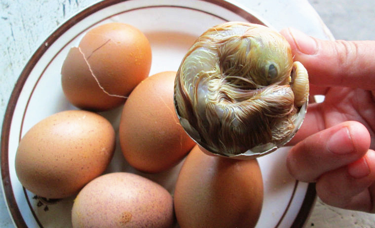 农家18天毛鸡蛋 鸡胚蛋 新鲜毛蛋 毛鸡蛋 30枚