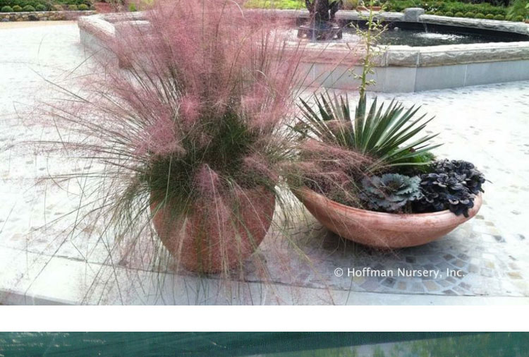 香葶苑粉黛乱子草种子多年生观赏草乱子草种子粉米利草庭院花卉种子