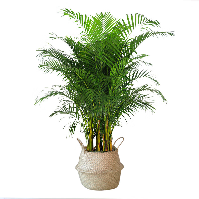 浩胜散尾葵盆栽凤尾竹办公室内客厅大型绿植物富贵袖珍椰子盆栽 【原