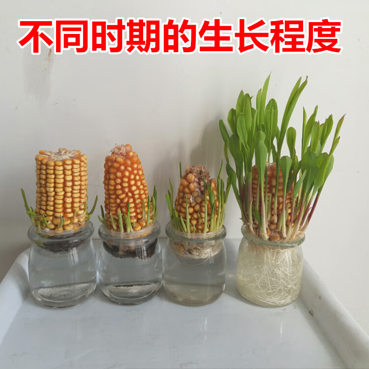 伊人如水 四季水培黄玉米盆栽学生幼儿园观察办公室植物水培蔬菜生长
