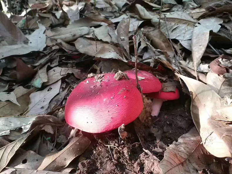 5折红菇福建野生500g武夷山正宗红蘑菇菌菇干货特级月子菇煲汤非三明