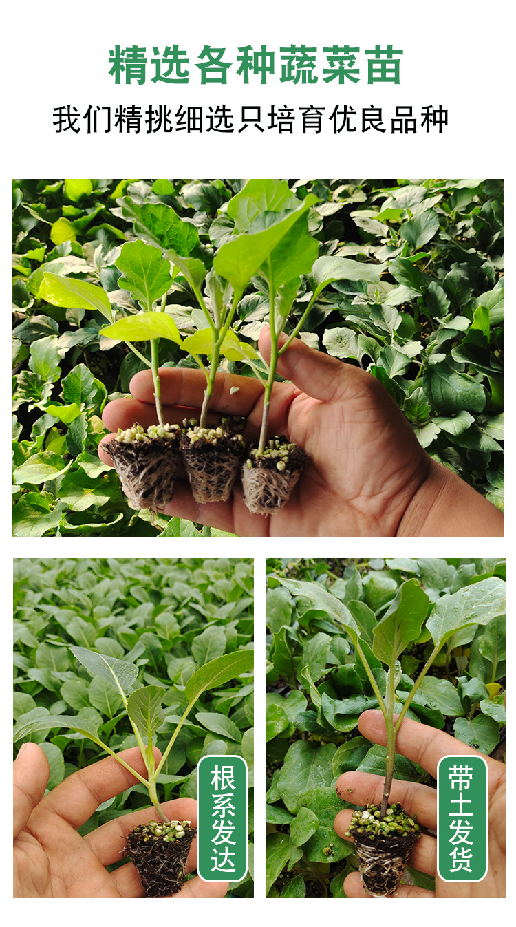 辣椒苗番茄苗蔬菜苗秧苗青椒苗青线椒苗螺丝椒朝天椒苗阳台盆栽