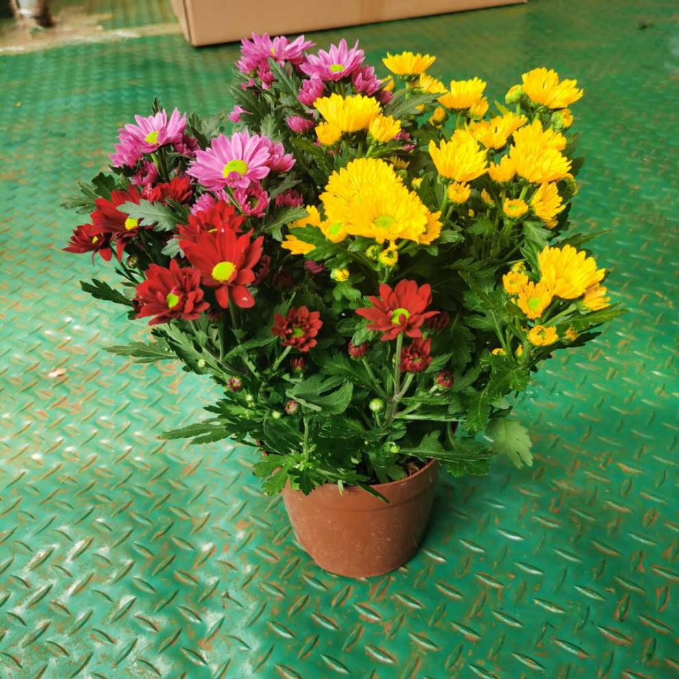 千特彩虹菊草莓心荷兰菊花盆栽带花荷兰大菊花苗成品千头菊多头菊花