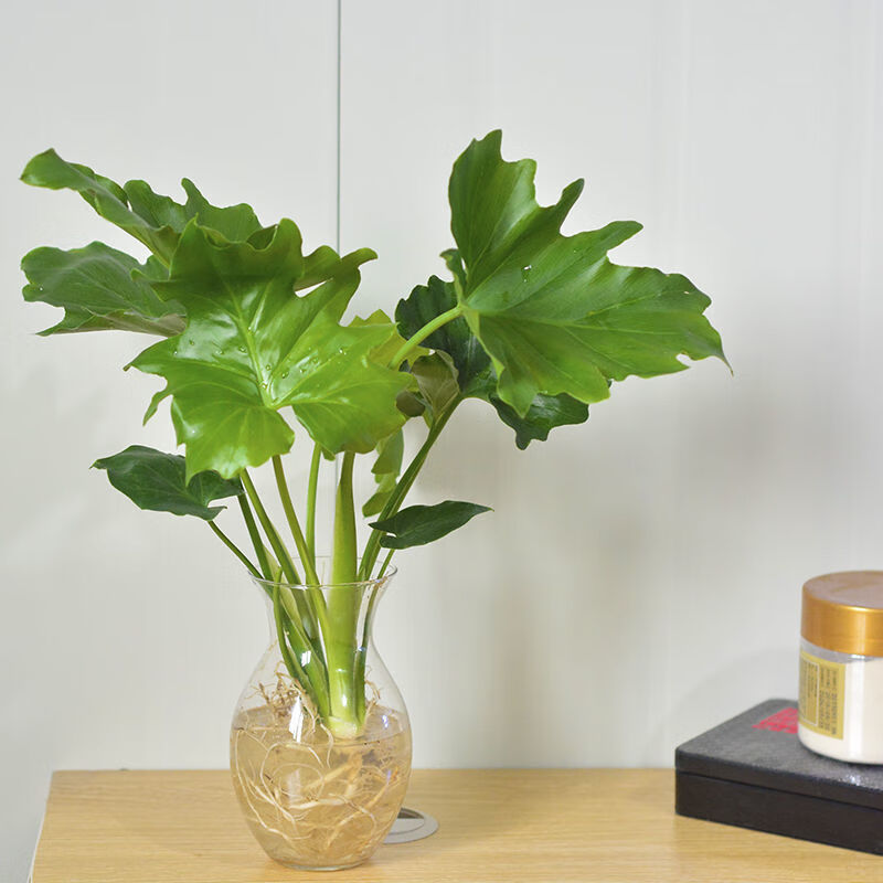 花友春羽春雨盆栽小天使绿植盆栽大叶室内花卉好养龟背竹水培植物花卉