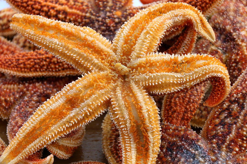 鲜少年海鲜水产海星大海星新鲜五角星海五星满籽熟冻即食海鲜一斤装