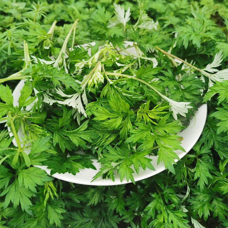 艾草新鲜蔬菜当季食用野菜生艾草叶艾蒿清明糍粑艾粄青团嫩艾叶1500g