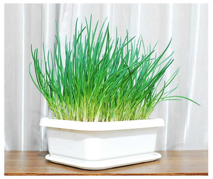 火葱头四季小香葱种子种头苗小葱种籽红葱头阳台蔬菜盆栽葱种孑 2斤