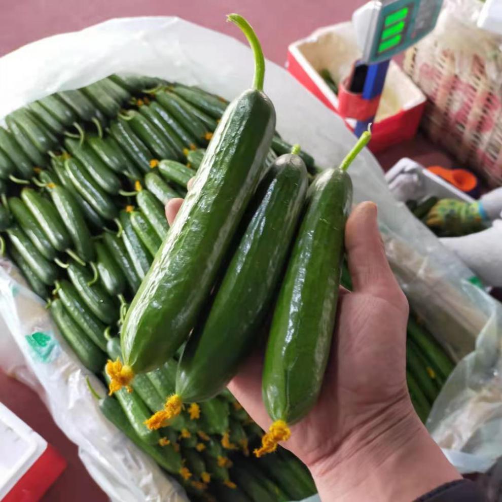 小黄瓜水果黄瓜无刺荷兰小青瓜应季生吃新鲜蔬菜农家自种精品水果黄瓜