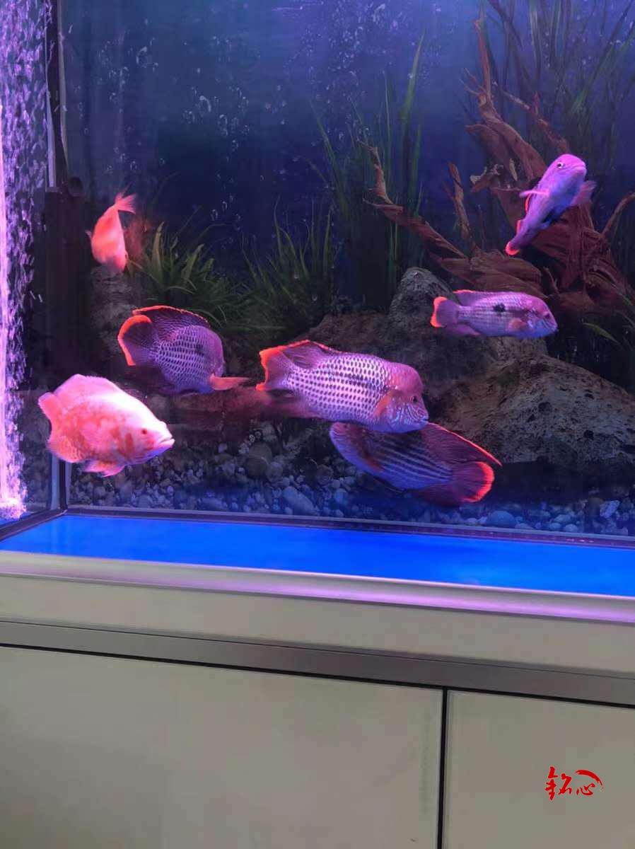 红尾玉面皇冠鱼寿星鱼蓝面财神中大型热带鱼活体观赏鱼包活 11-12厘米