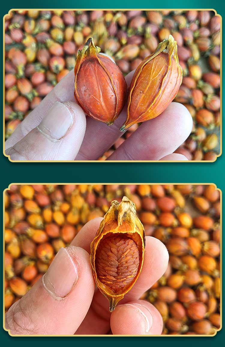 江西干栀子 黄栀子 山栀子果自然晒干泡茶 卤肉上色散装500克【图片