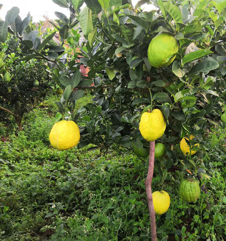 云南香缘大果3-8斤 新鲜香橼果佛手柑水果农家自种香园现摘现发 新鲜