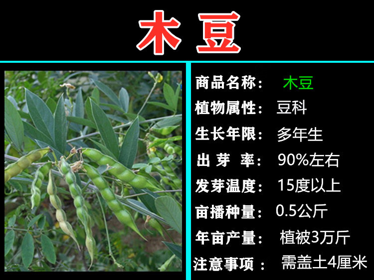 木豆鸽豆柳豆豆蓉树豆树黄豆灌木护林护坡木豆种子5斤件