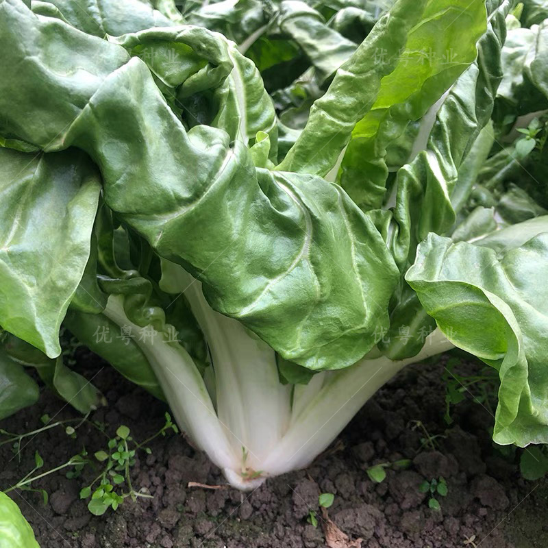 大叶白梗牛皮菜种子饭迟唛厚皮菜种根达菜猪婆菜种籽农家蔬菜种孑白梗