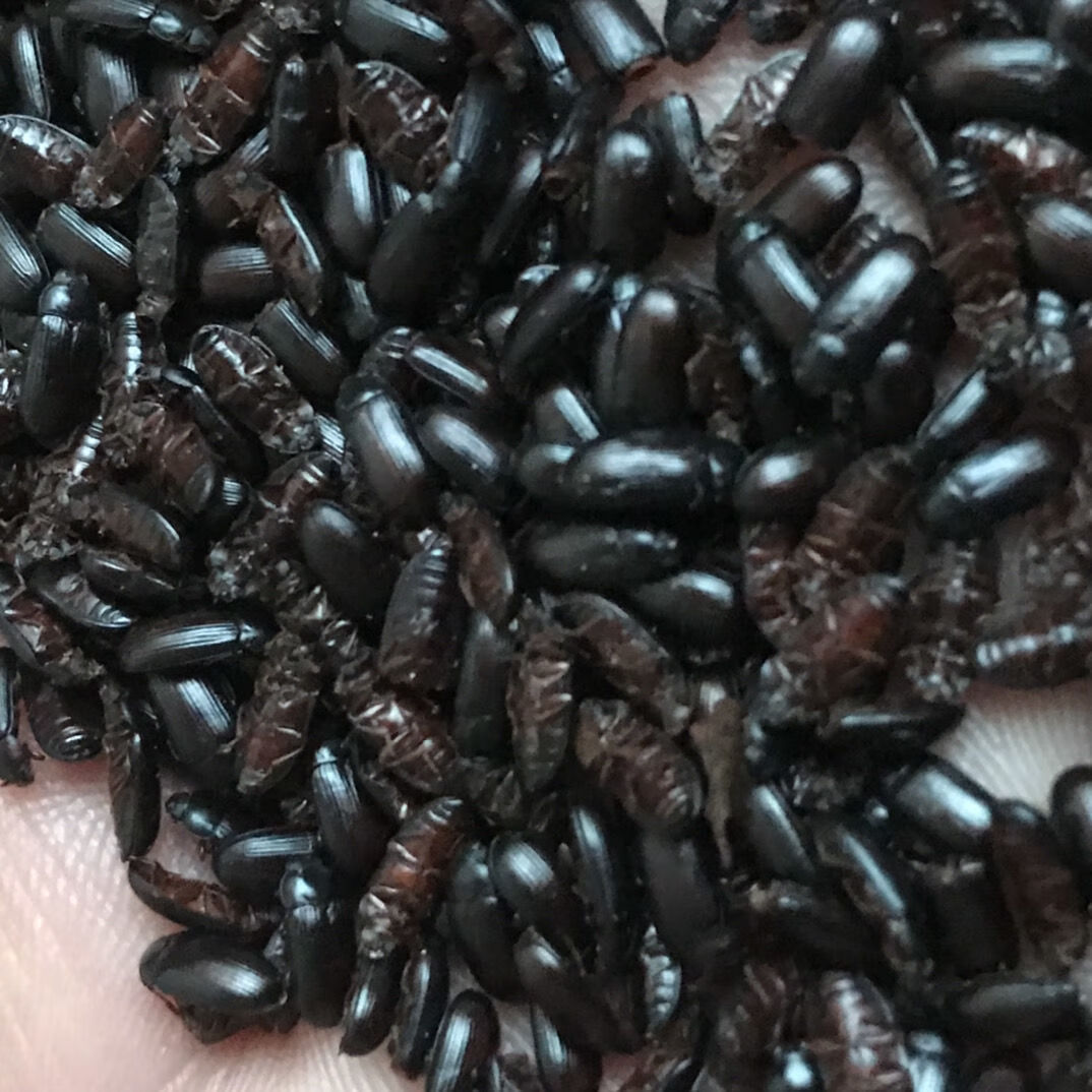 九龙虫洋虫烘干自己家养药材喂养烘干九龙虫品烘干九龙虫520只