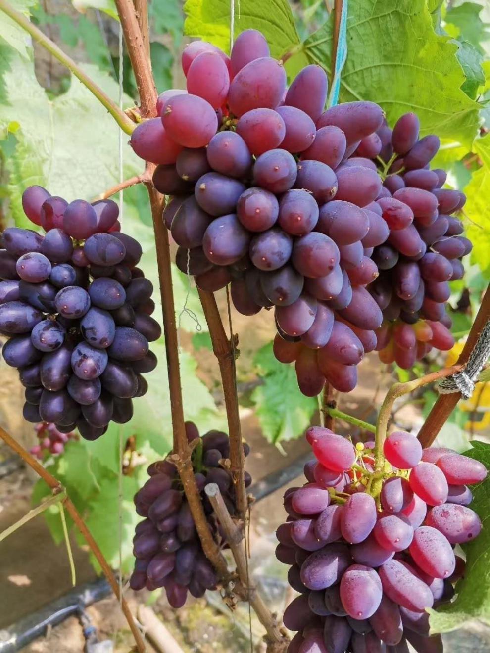 精选生鲜郁金香茉莉香葡萄当天现摘绿色自然果无籽孕妇新鲜水果净重2