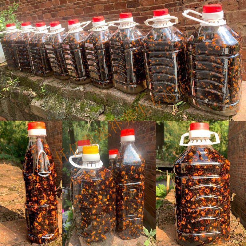 地龙蜂大马蜂虎头蜂活蜂泡酒黄蜂胡蜂蚂蜂现泡赛黑蜂红娘1斤成型变黑