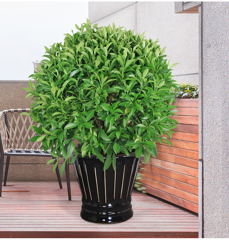 【广州佛山】大型非洲茉莉球盆栽 四季常青开花植物客厅阳台庭院园林