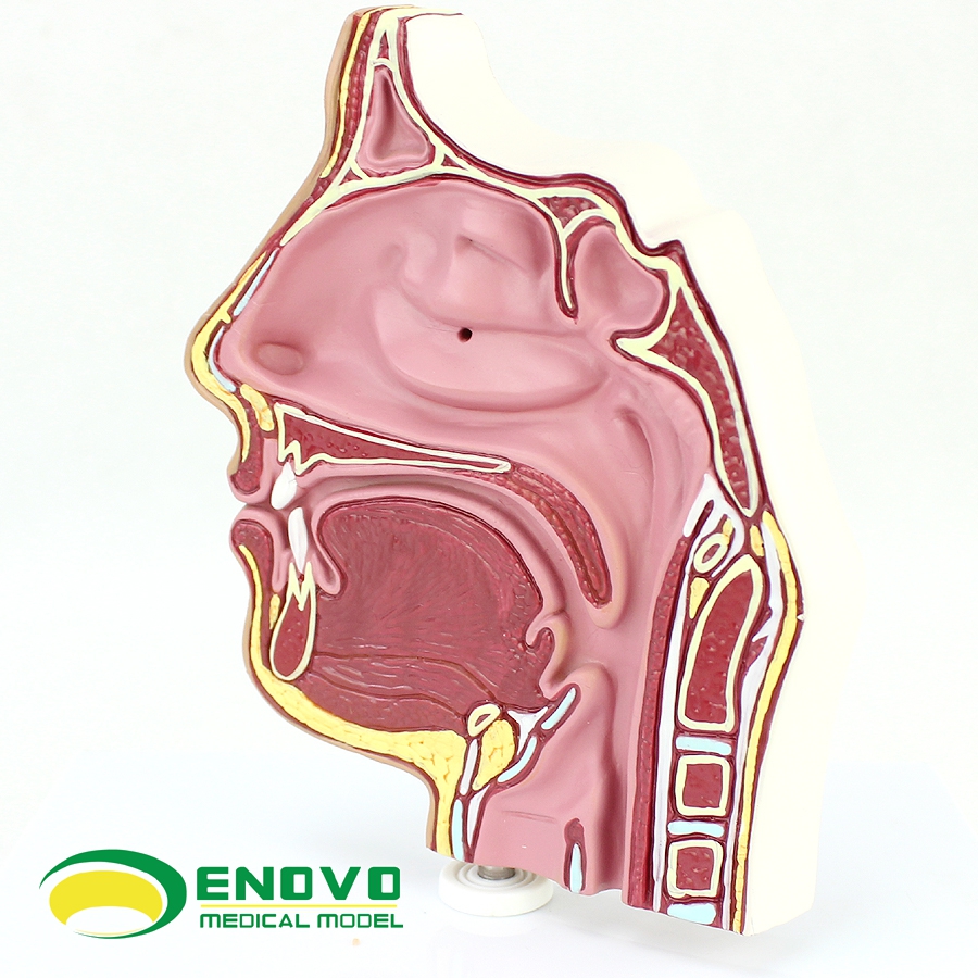 enovo颐诺人体医学鼻腔解剖模型鼻腔内窥镜穿刺鼻腔解剖模型耳鼻喉科