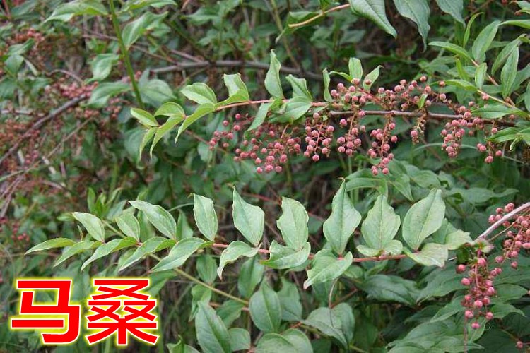 qcdd马桑种子水马桑车桑子木豆树木豆猪屎豆马棘种