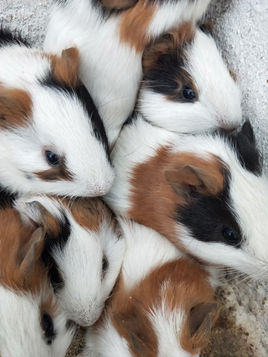 宠物荷兰猪荷兰鼠荷兰兔豚鼠活体饲料花毛豚活物彩豚黑豚包活 黑白色