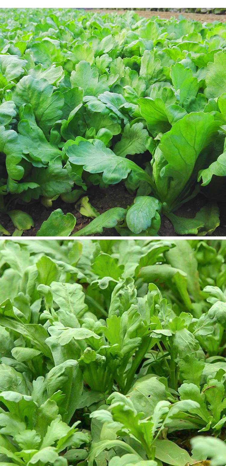 大叶茼蒿菜种菜子籽皇帝菜耐寒阳台秋冬季四季播蔬菜茼蒿菜种孑 大叶