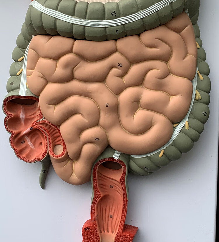 人体消化模型内脏器官解剖心脏鼻咽喉肠胃医院学校用教学教具人体消化