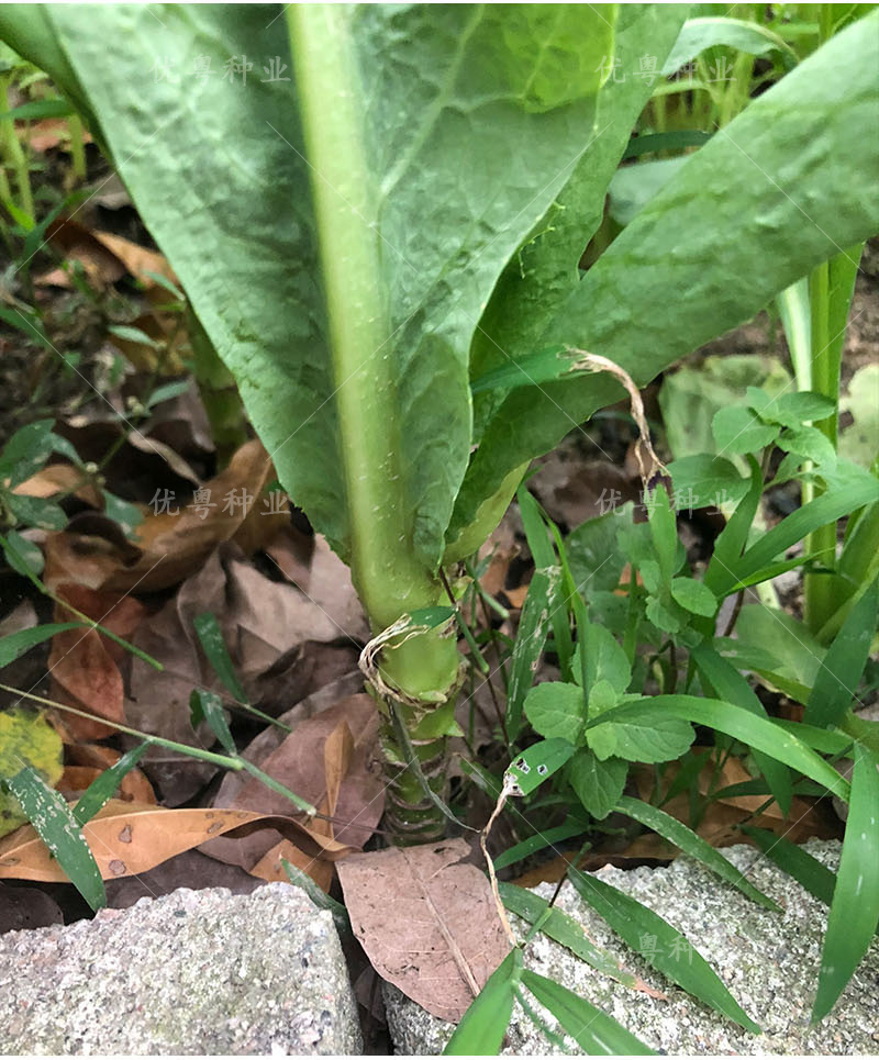 高州唛菜种子大圆叶恩平甜麦菜八甲唛种籽多枝花芽苦麻菜蔬菜种孑阳春