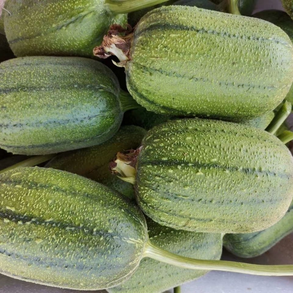 苹果丝瓜4个装台湾品种山东新鲜蔬菜圆丝瓜绿皮丝瓜农家现摘现发丝瓜4