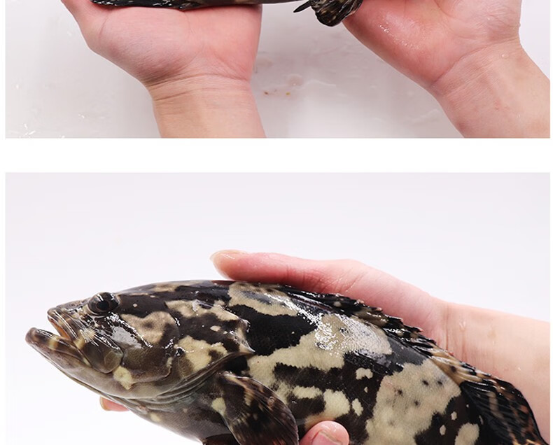 富铭士 龙胆石斑鱼鲜活 老虎斑海鲜水产 2斤【图片 价格 品牌 报价】-