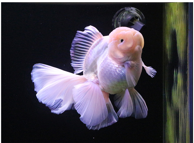 族萃进口百褶裙精品泰狮f1金鱼活体观赏鱼原泰冷水新手活鱼渔场进口