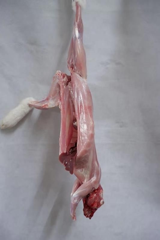 顺丰速运新鲜现杀兔子肉农家散养兔活兔现杀整只真空冷冻整只去头4548