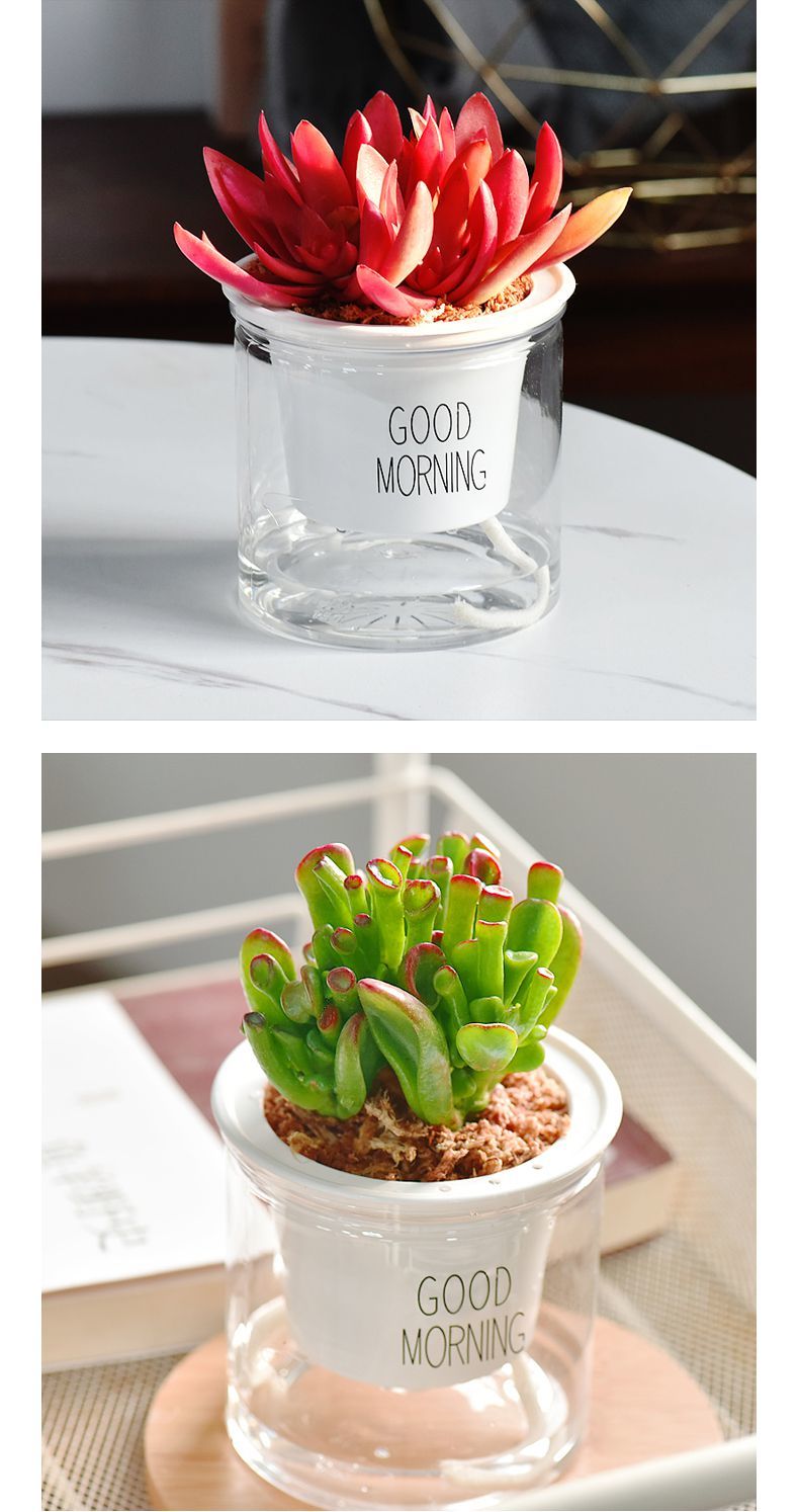 精品绿植自吸水多肉植物套装绿植花卉盆栽室内懒人好养水培办公室净化