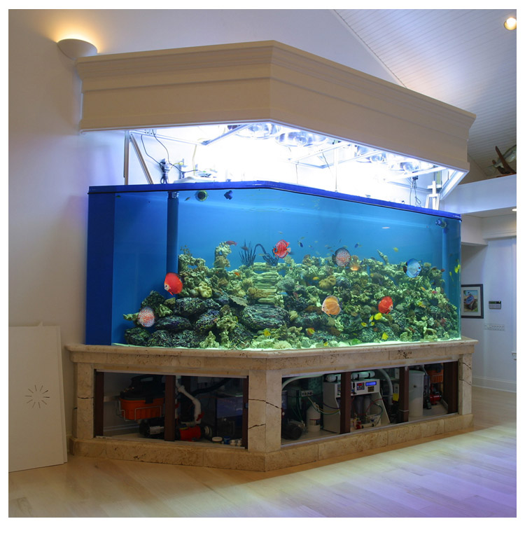 族萃七彩神仙鱼观赏鱼热带鱼中小型燕鱼财神鸽子活体淡水鱼苗好养酒