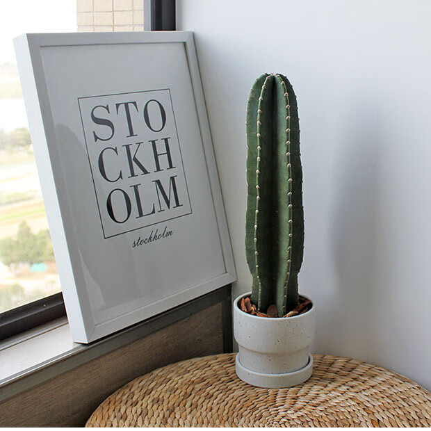 采缇 北欧ins风量天尺仙人柱仙人掌盆栽绿植 30厘米带根老桩单颗不含