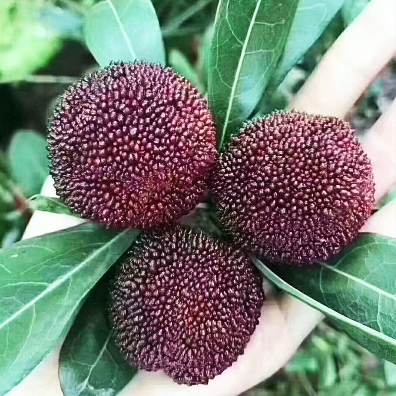 仙居新鲜杨梅 浙江台州仙居东槐大杨梅水果 5斤