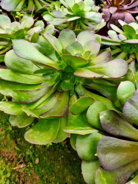 法师类 一圈小头 欧紫 绿羊绒 荷兰圆叶 韶羞 万圣节 万圣节一圈头