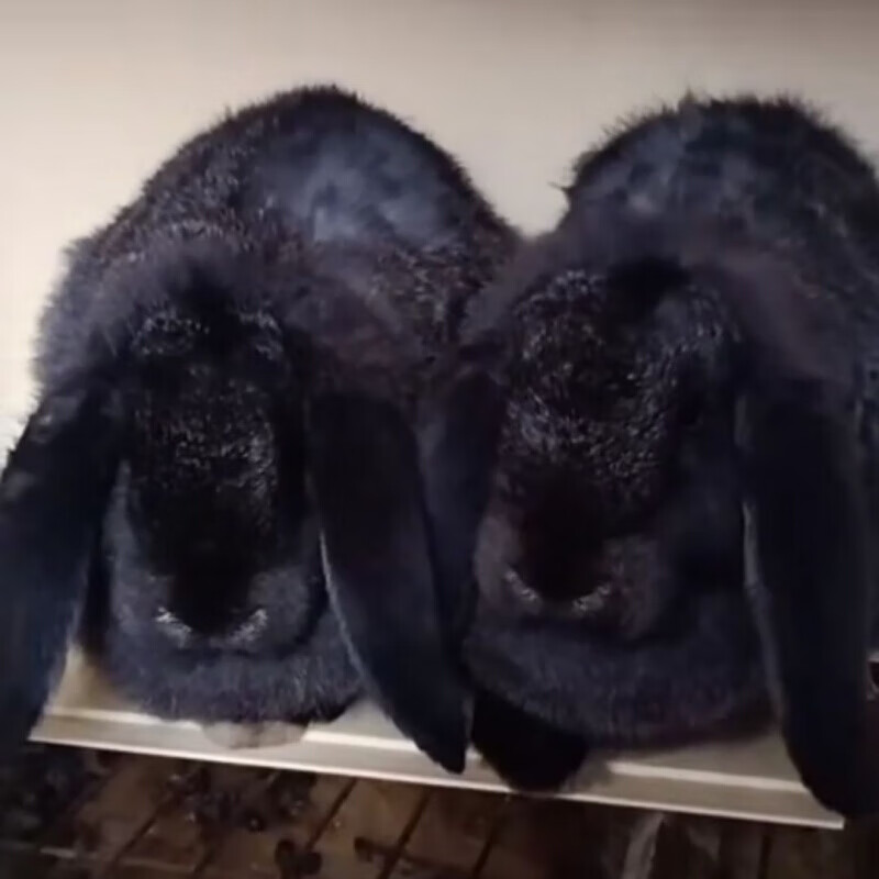 店铺推荐公羊兔活体巨无霸兔子公羊兔巨兔活体大型肉兔可长45斤包活黑